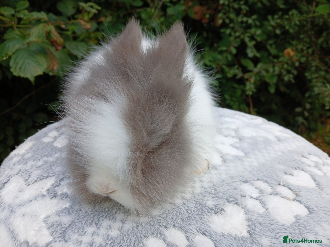 Lionhead rabbits for sale: Stunning DM Lionhead baby rabbits RTR - Image 8