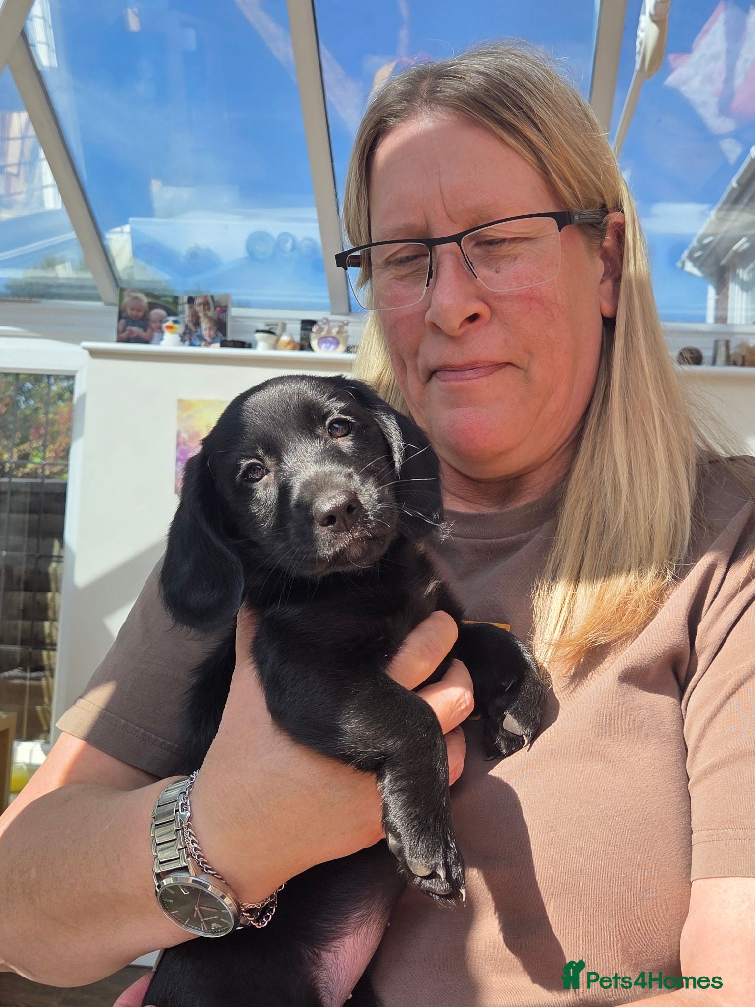Mixed Breed dogs Stunning cockador girl 9 weeks - Advert 1