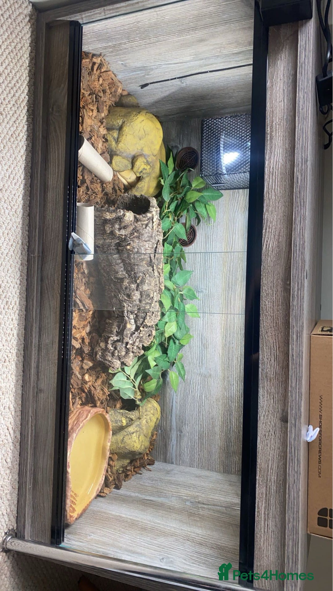 Python Snake reptiles for sale: Male ball python - Advert 3