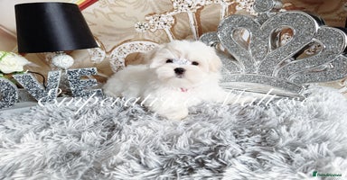 Maltese dogs Emperatrice Maltese-Korean Line Show Maltese KC Re - Advert 12