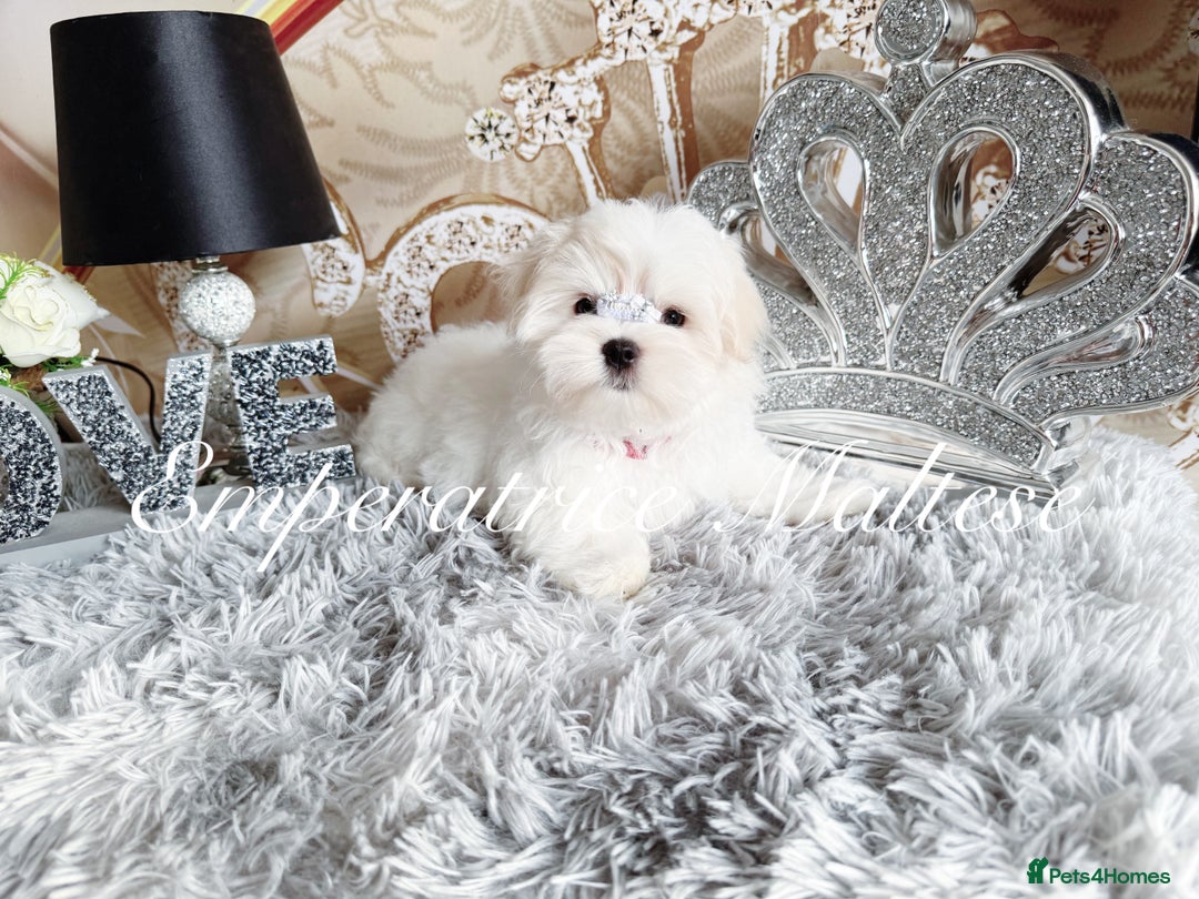 Maltese dogs for sale: Emperatrice Maltese-Korean Line Show Maltese KC Re - Image 3