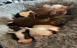 American Bully dogs for sale: pocket bully pups looking for there forever home  - Image 7