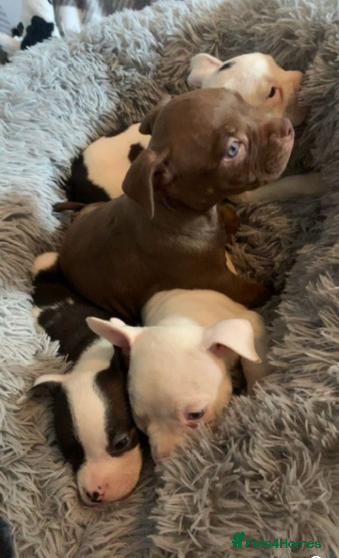 American Bully dogs for sale: pocket bully pups looking for there forever home  - Image 7