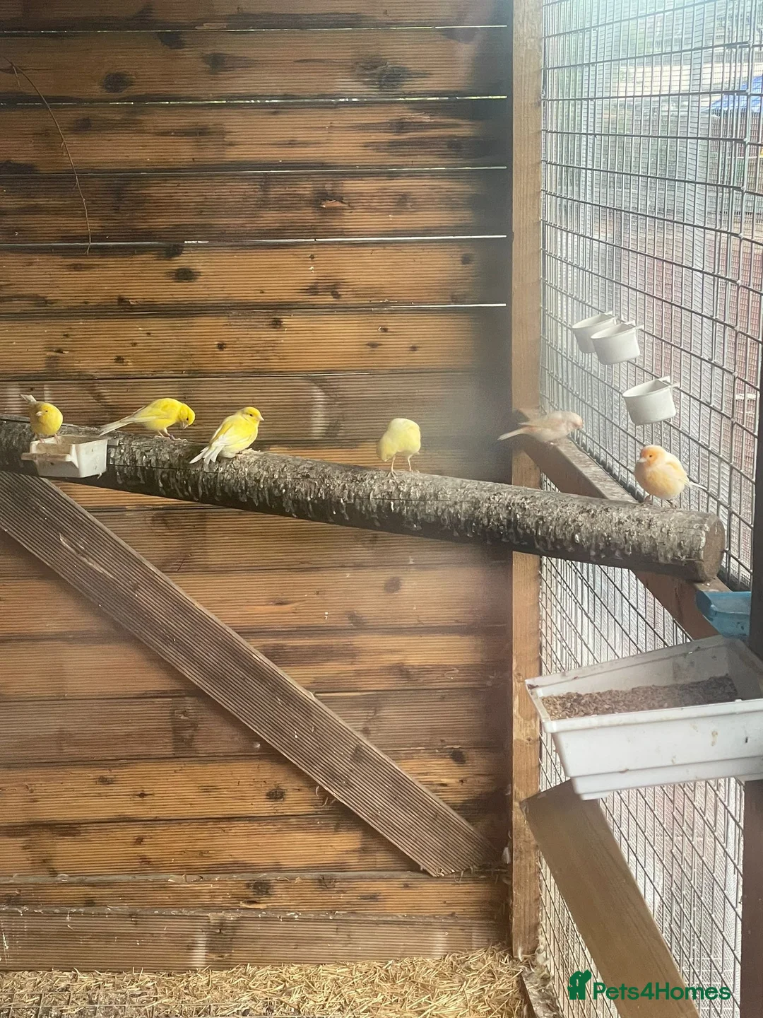 Canaries birds for sale: 12 canaries & 8 finches - Advert 2