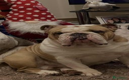 English Bulldog dogs for sale: English Bulldog - Image 1