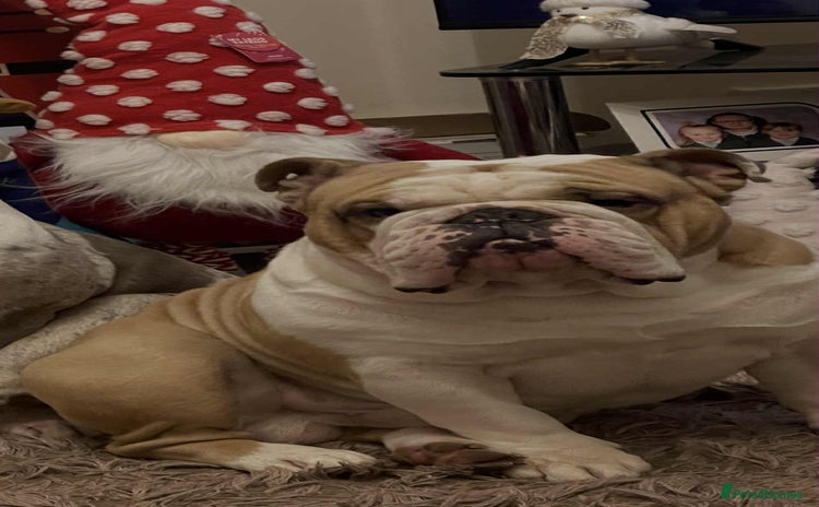 English Bulldog dogs - Advert 1