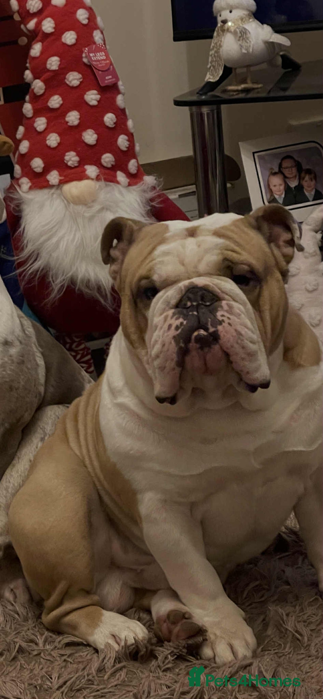 English Bulldog dogs for sale: English Bulldog - Image 1