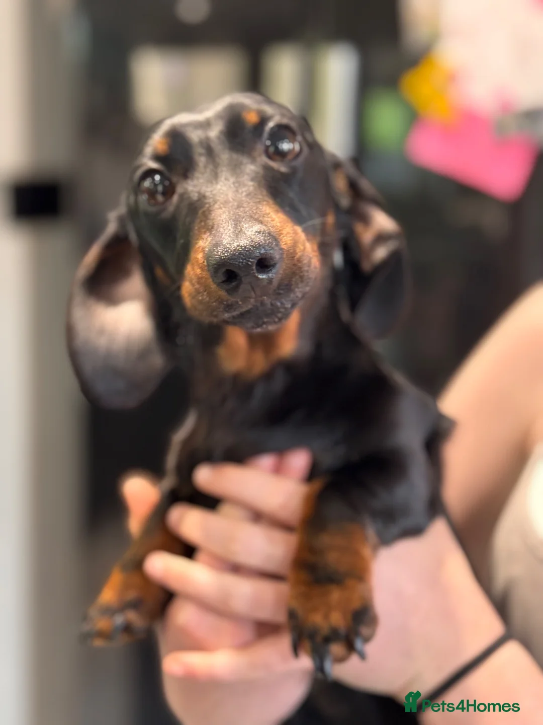 Miniature Dachshund dogs for sale: Beautiful KC Mini Dachshund looking for new home - Advert 1