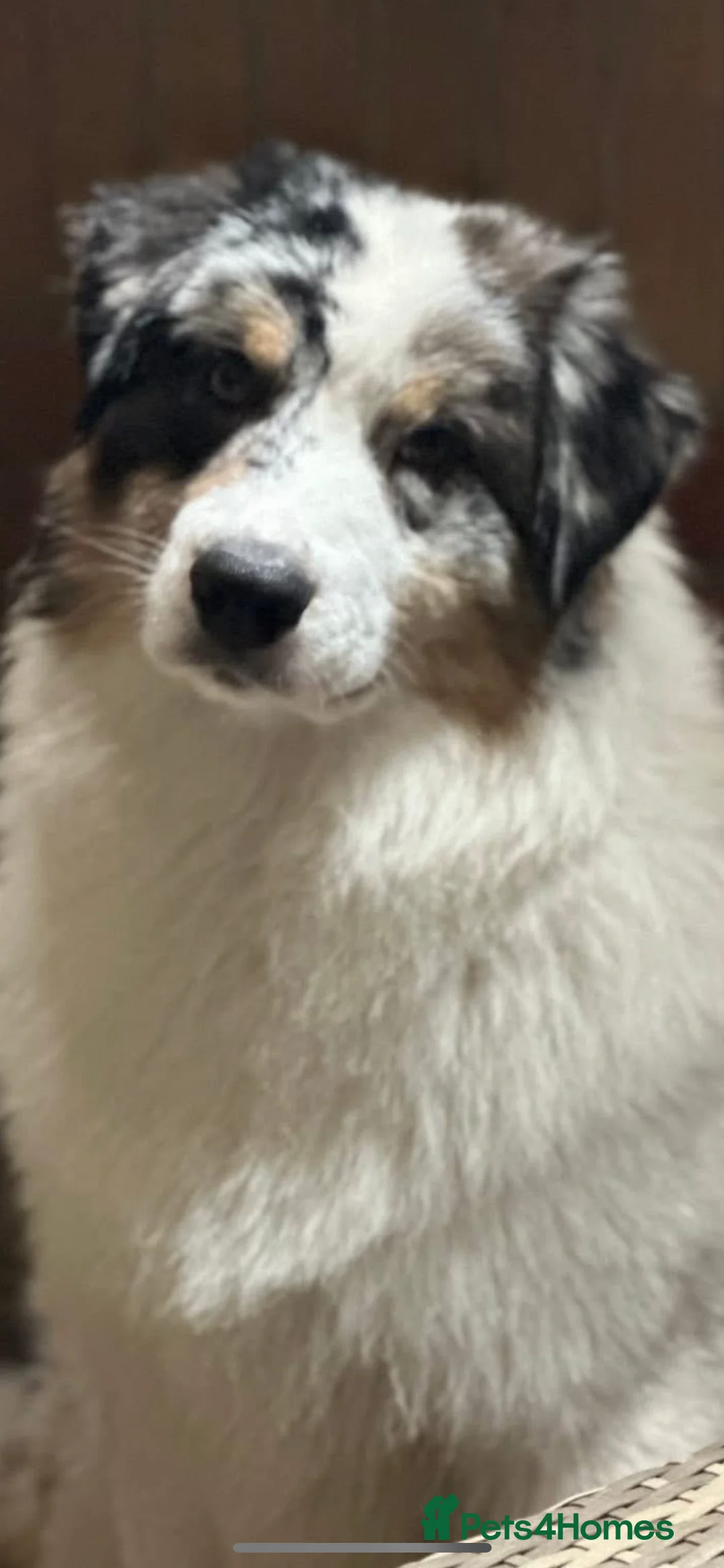 Australian Shepherd dogs for sale: Australian shepherd dog  - Advert 8