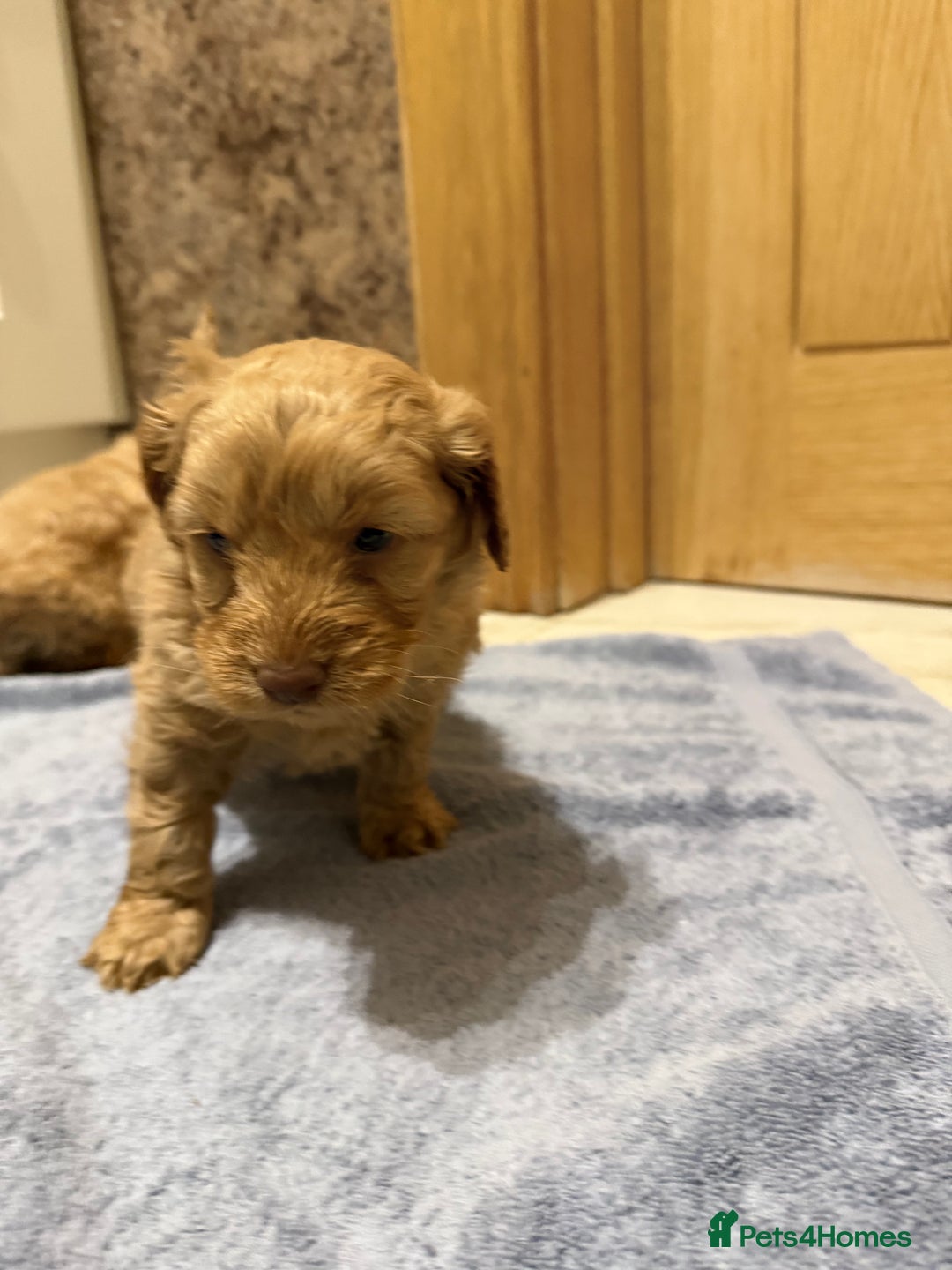 Cockapoo dogs for sale: DNA Health Tested Cockapoos  - Advert 8