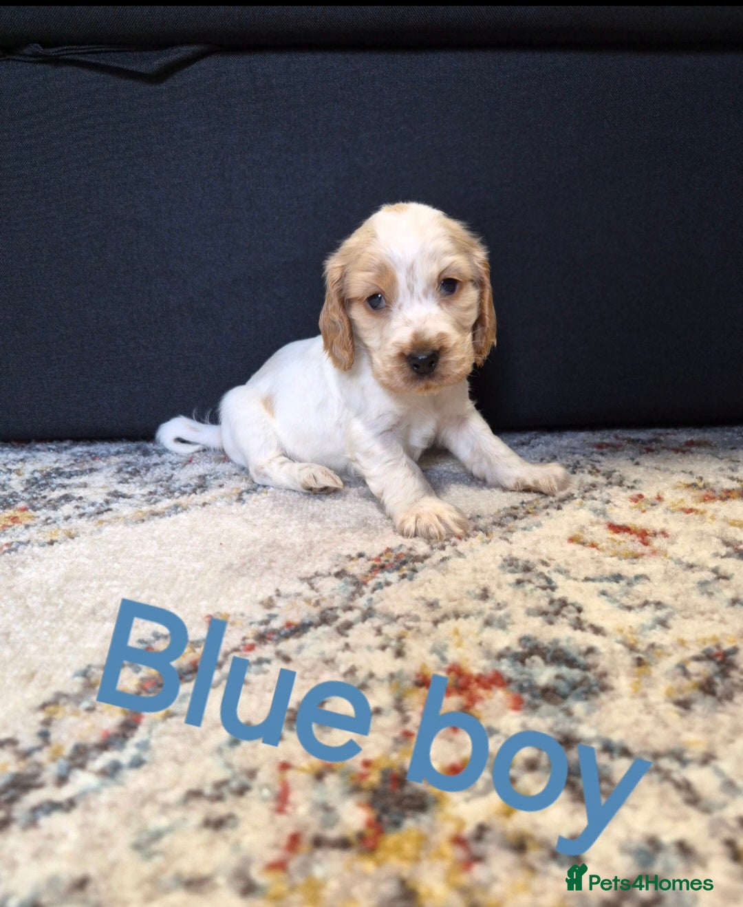 Cocker Spaniel dogs Show Cocker Spaniel Puppys - Advert 4