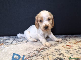 Cocker Spaniel dogs Show Cocker Spaniel Puppys - Advert 4