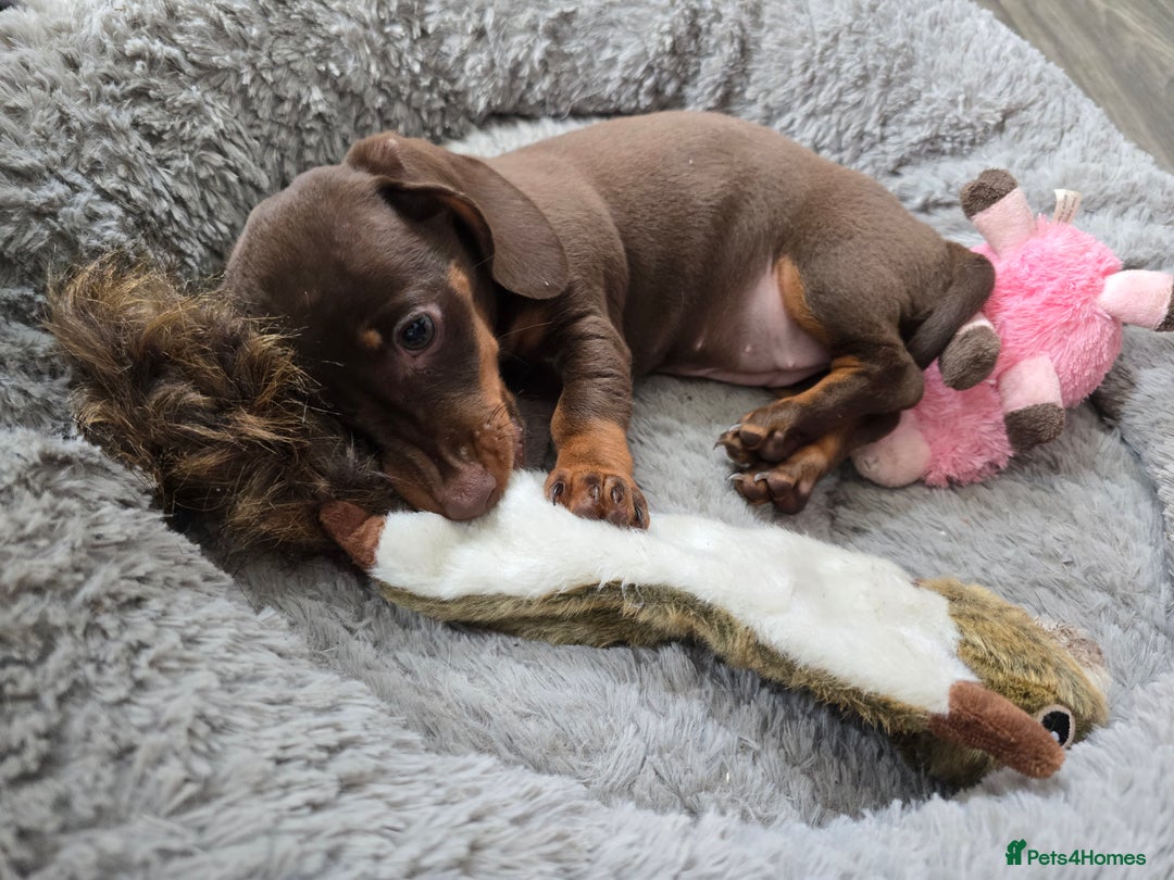 Miniature Dachshund dogs for sale: Galaxy Chocolate: Your Sweetest Adventure Awaits! - Image 7