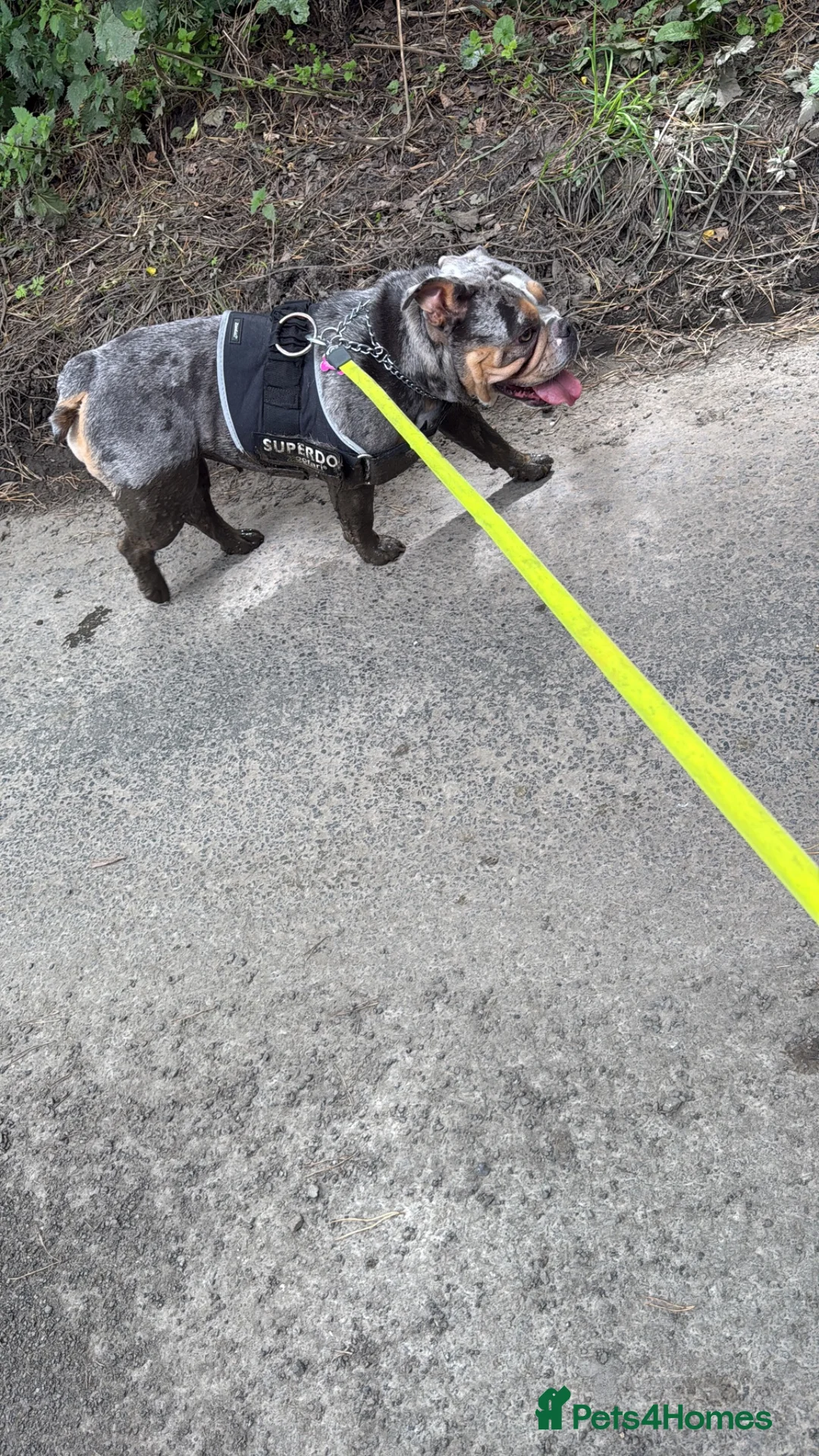 Mixed Breed dogs for sale: English bulldog X - Advert 2