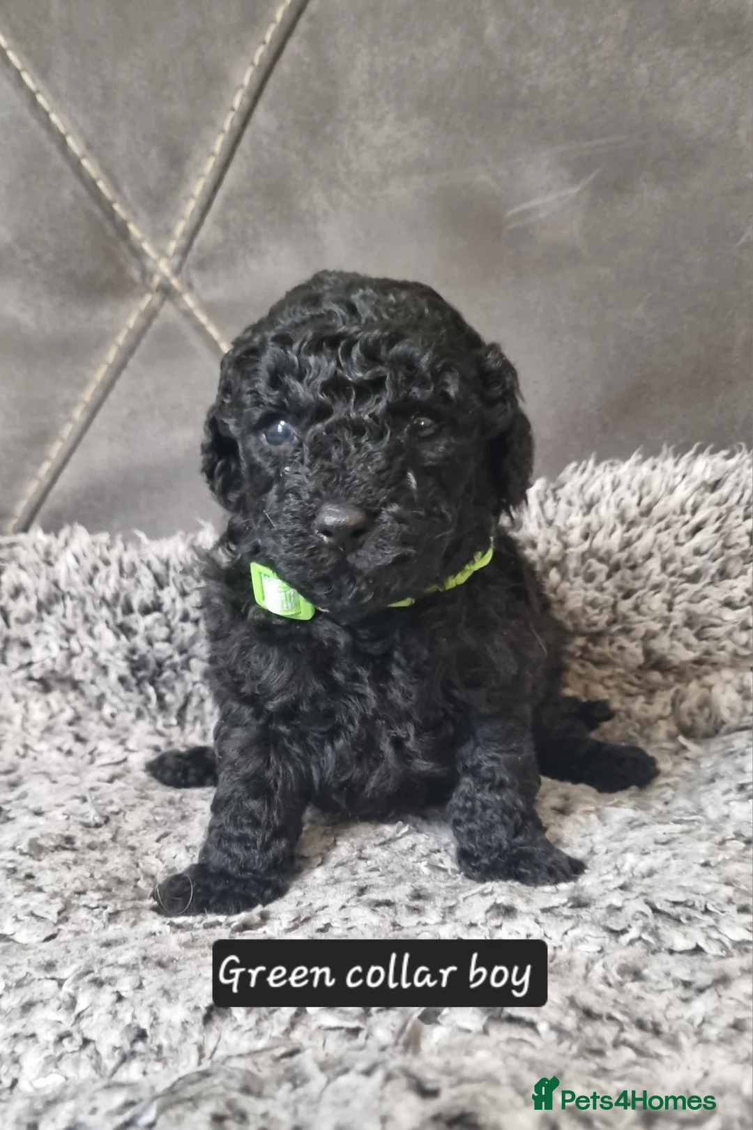 Cavapoo dogs for sale: Cavapoo f1b puppies  - Advert 5
