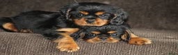 Cavalier King Charles Spaniel dogs for stud: Kc health tested black and tan in Wisbech - Advert 5
