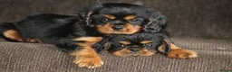 Cavalier King Charles Spaniel dogs for stud: Kc health tested black and tan in Wisbech - Advert 5