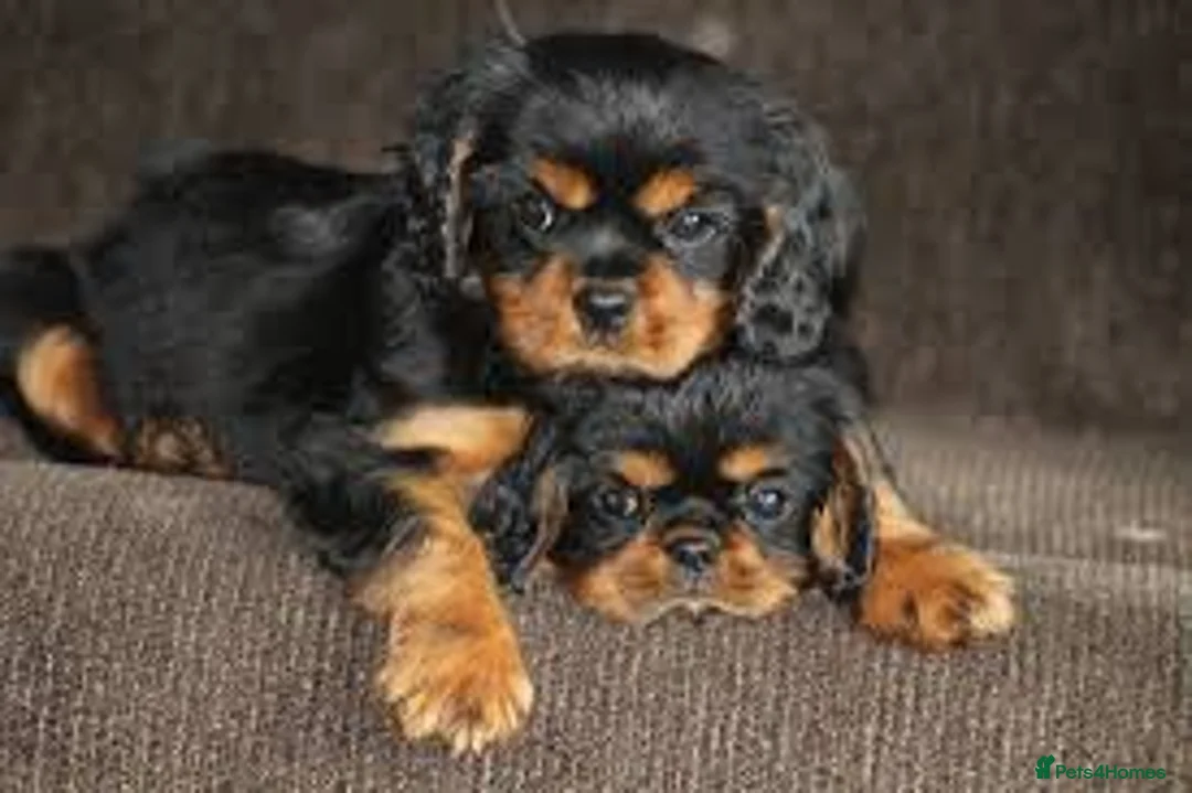Cavalier King Charles Spaniel dogs for stud: Kc health tested black and tan in Wisbech - Advert 5