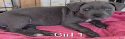 Mixed Breed dogs for sale: Blue Staffordshire Bull Terrier pups  - Advert 5