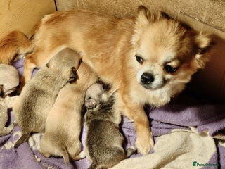 Chihuahua dogs Beautiful Chihuahua Puppies – 2 Girls & 2 Boys - Advert 5