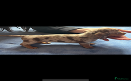 Miniature Dachshund dogs for sale: ❤️❤️Miniature dachshund ❤️❤️ - Image 11