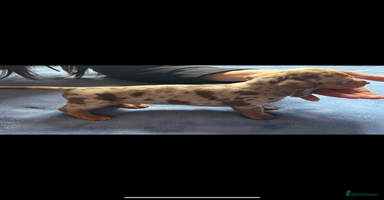 Miniature Dachshund dogs - Advert 4