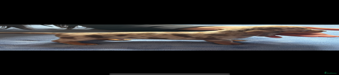 Miniature Dachshund Puppy 1