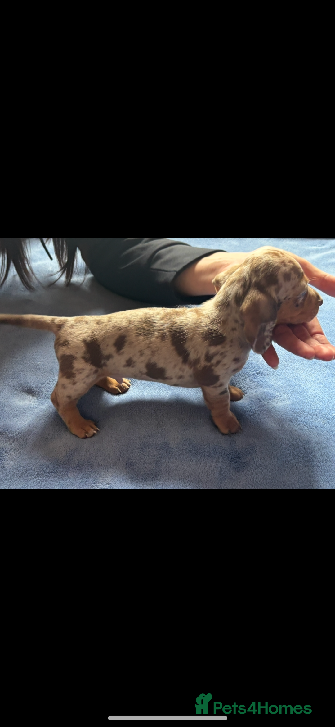Miniature Dachshund dogs for sale: ❤️❤️Miniature dachshund ❤️❤️ - Image 11
