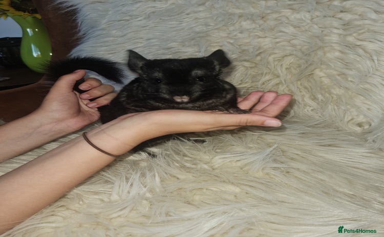 Chinchilla rodents - Advert 3