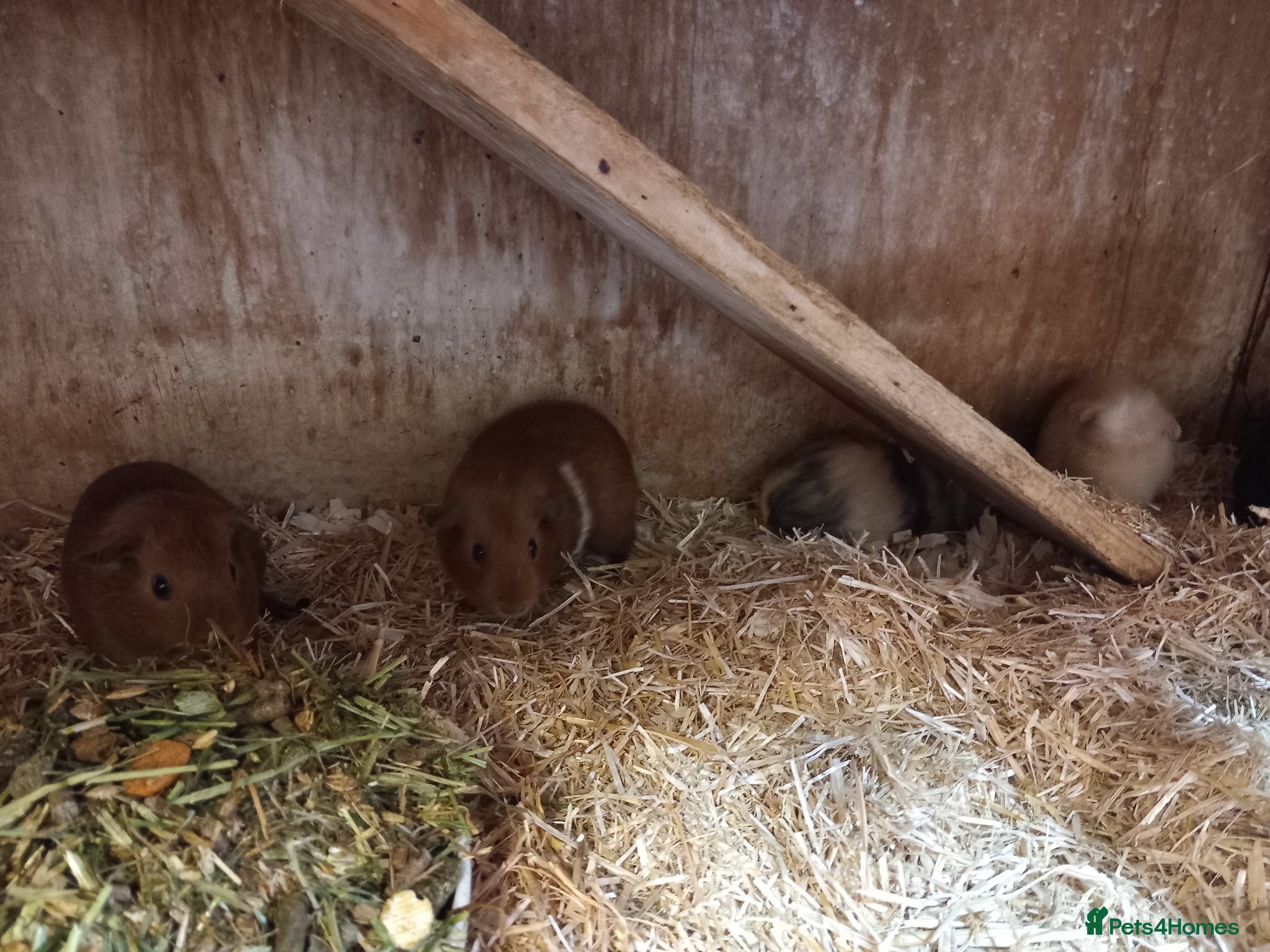 Guinea Pig rodents for sale: Baby guinea pigs for sale  - Advert 13