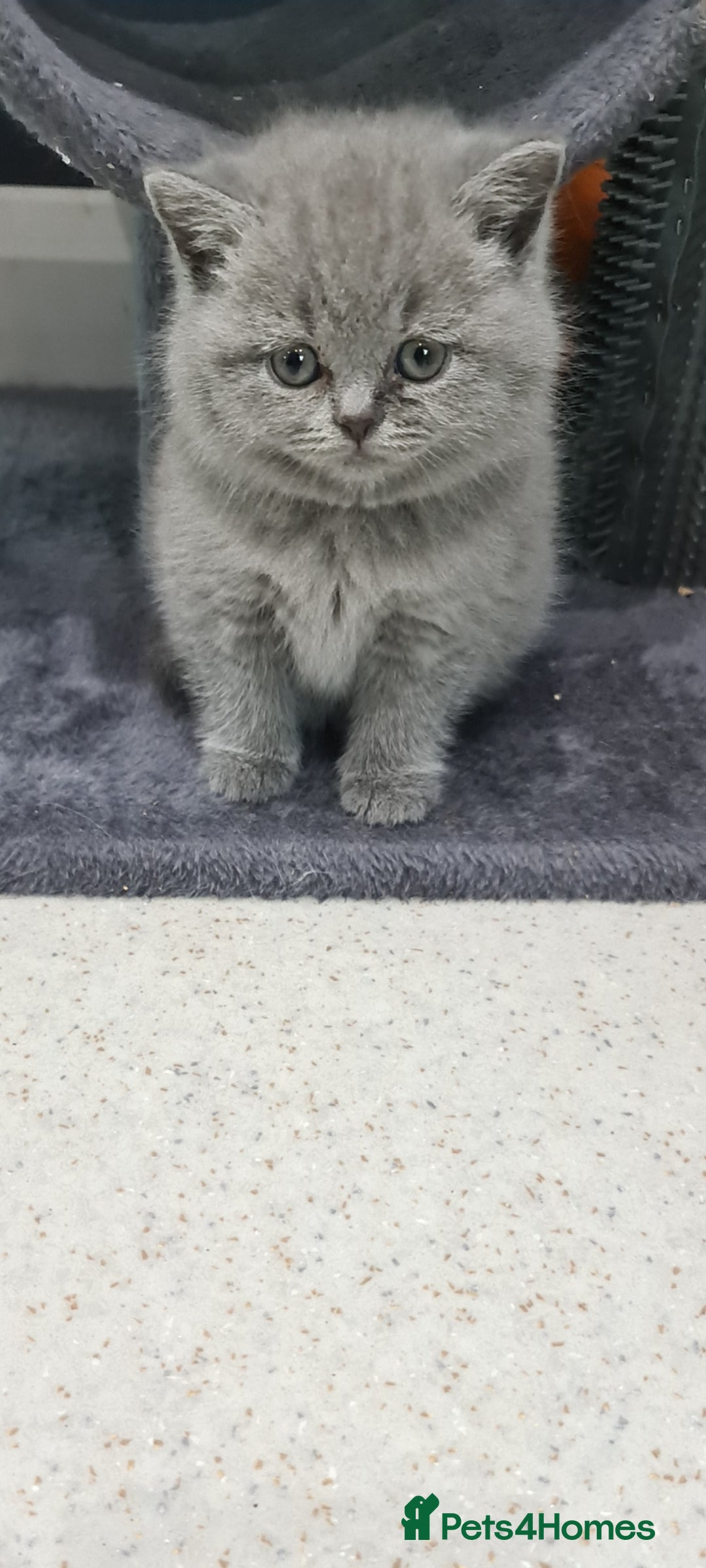 British Shorthair cats for sale: British shorthair kittens *LAST KITTEN* - Advert 4