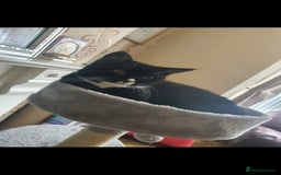 British Shorthair cats for sale: Kitten for Sale  - Advert 4