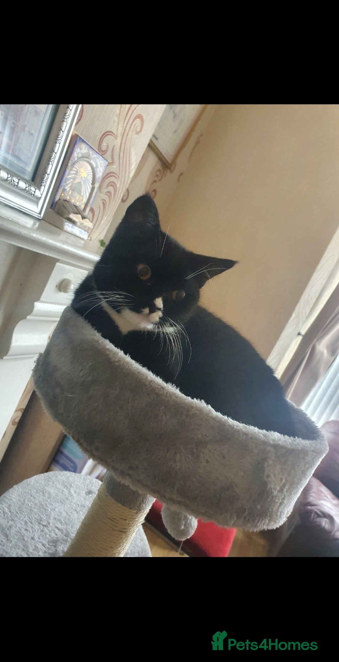 British Shorthair cats for sale: Kitten for Sale  - Advert 4