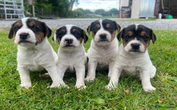 Mixed Breed dogs for sale: Jack Russell pups - Image 3