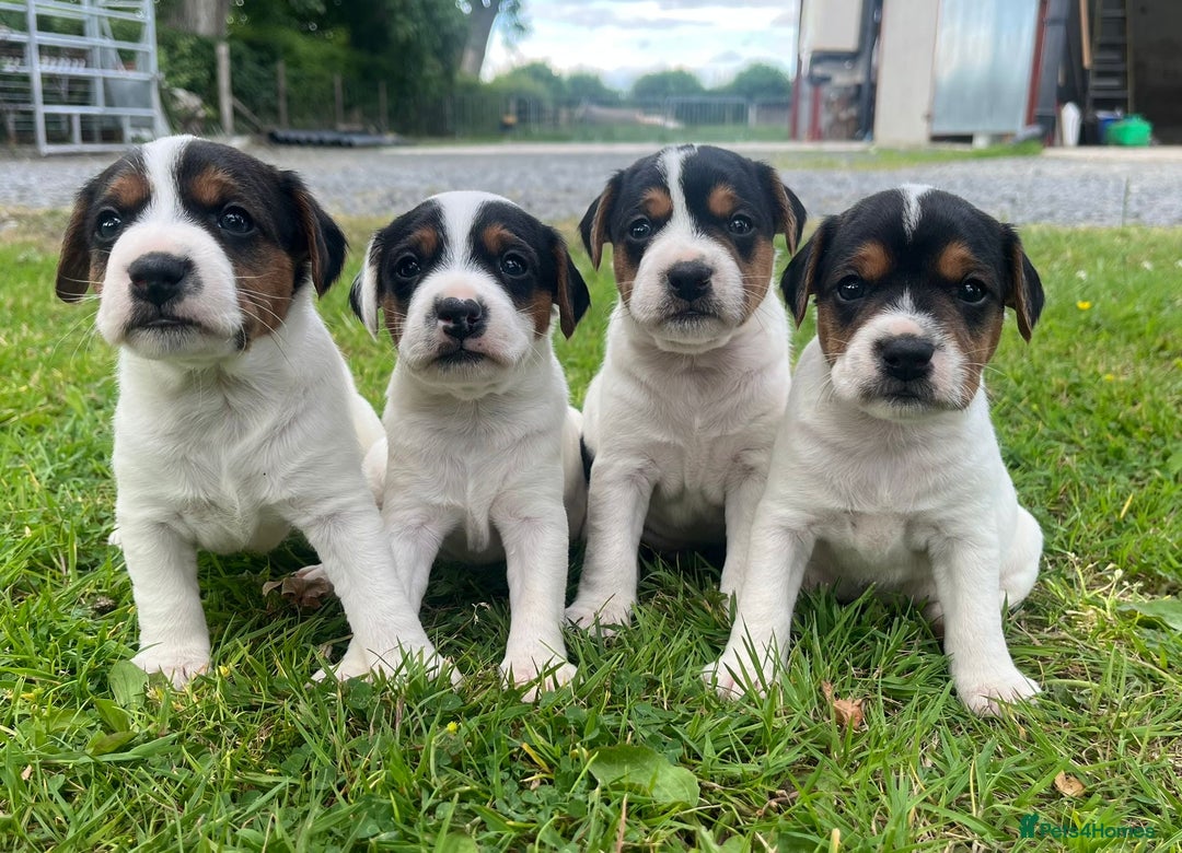 Mixed Breed dogs for sale: Jack Russell pups - Image 3