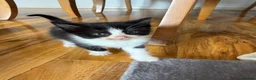 Mixed Breed cats for sale: Kittens for sale! in Chichester - Advert 2
