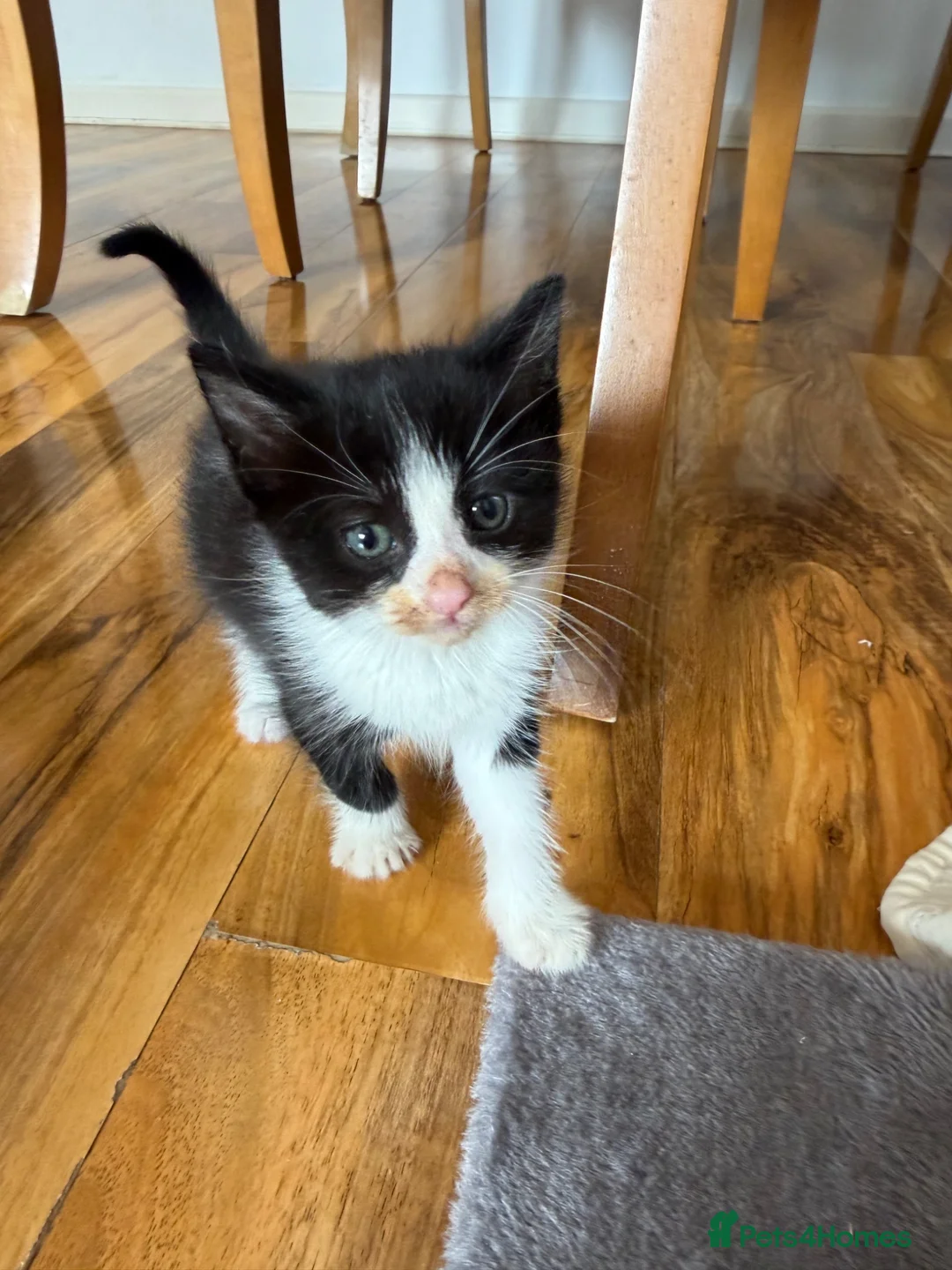 Mixed Breed cats for sale: Kittens for sale! in Chichester - Advert 2