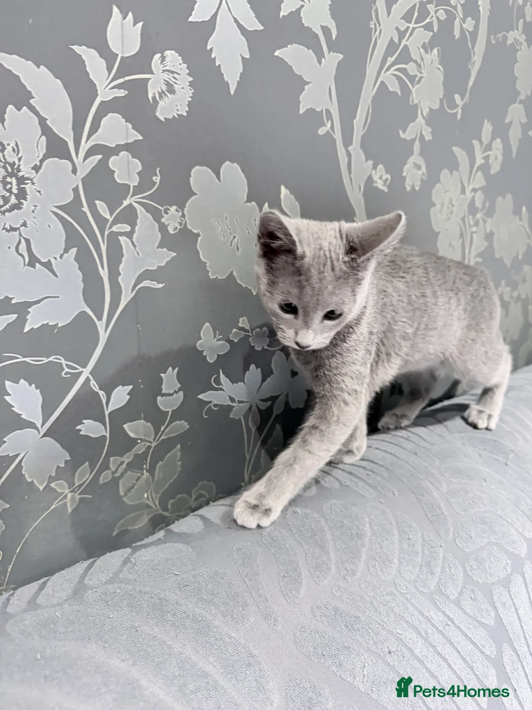 Russian Blue cats for sale: Adorable Russian blue kitten champion bloodline - Advert 16