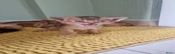 Abyssinian cats for sale: Abyssinian kittens  - Advert 13