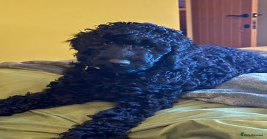 Labradoodle dogs - Advert 1