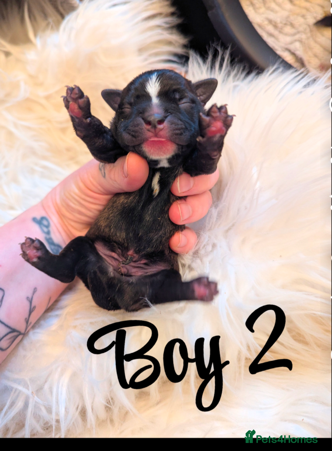 Boston Terrier dogs for sale: Boston X  - Advert 9