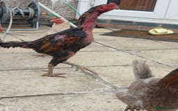 Chickens poultry for sale: These are all different breeds - Image 9