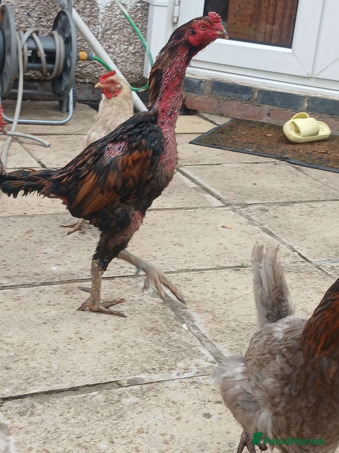 Chickens poultry for sale: These are all different breeds - Image 9