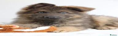 German Shepherd 8