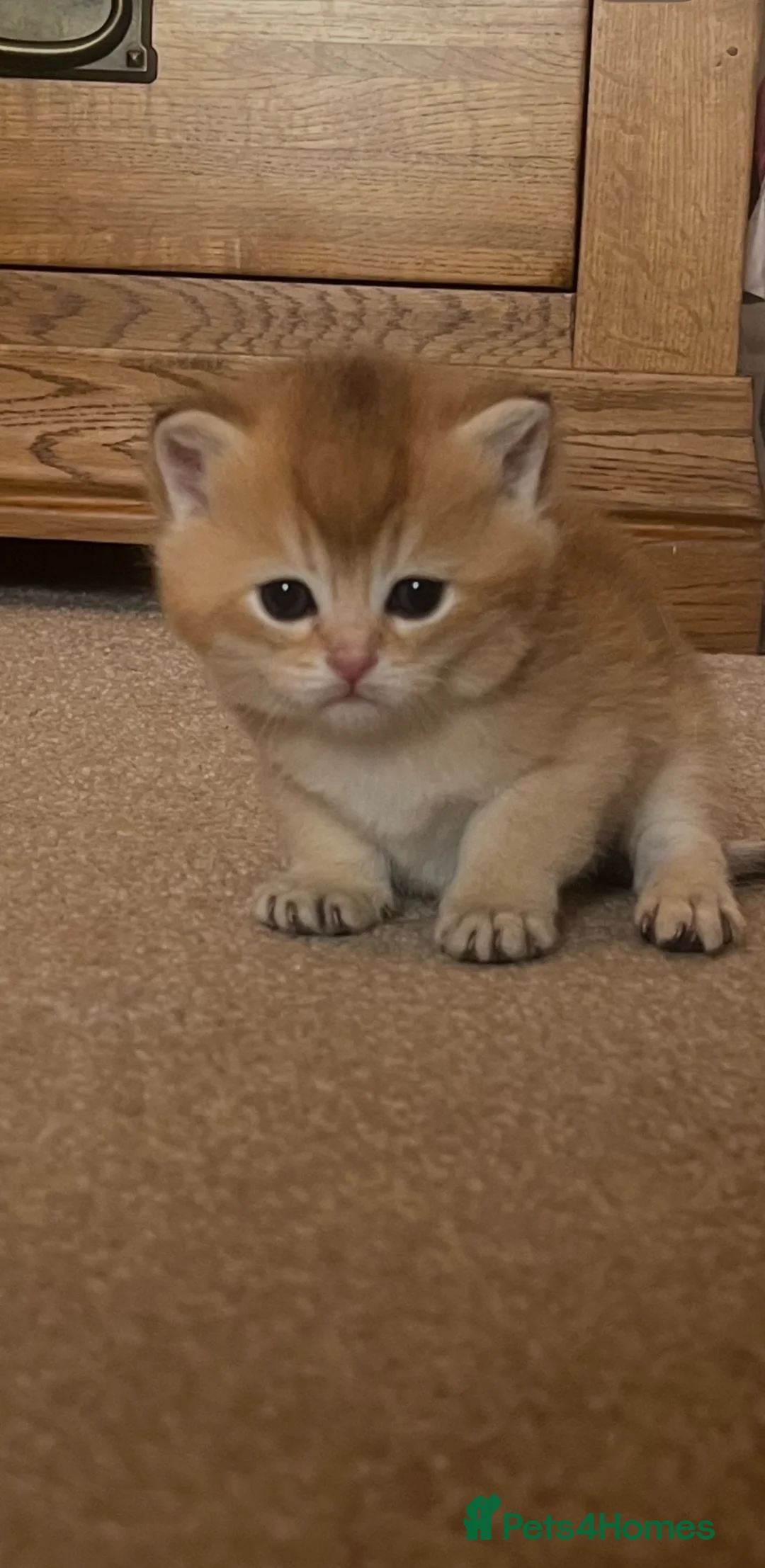 British Shorthair cats for sale: GOLDEN NY12 INTERNATIONAL CHAMPION BLOODLINE  - Advert 1