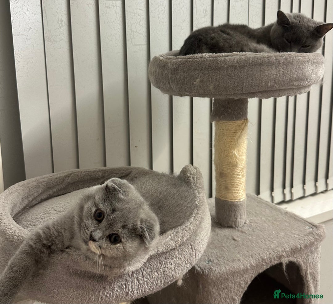 Scottish Fold cats for sale: ✨💜 LAST Scottish Fold Girl For Sale 💜✨ - Advert 5