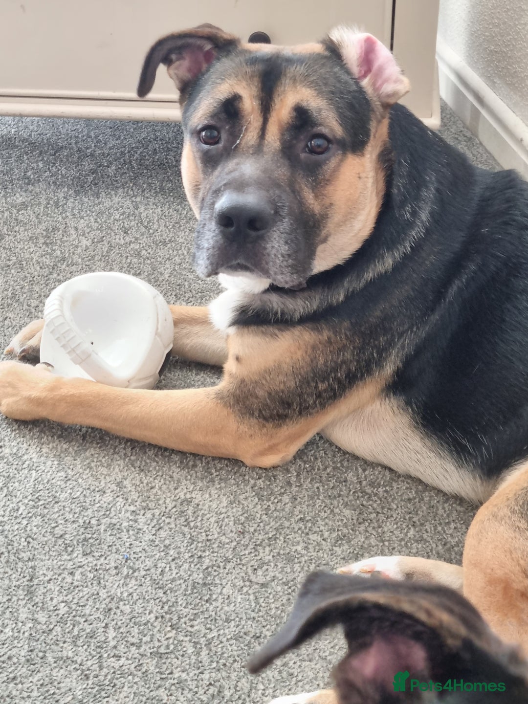 Mixed Breed dogs for sale: German shepherd X - Image 3