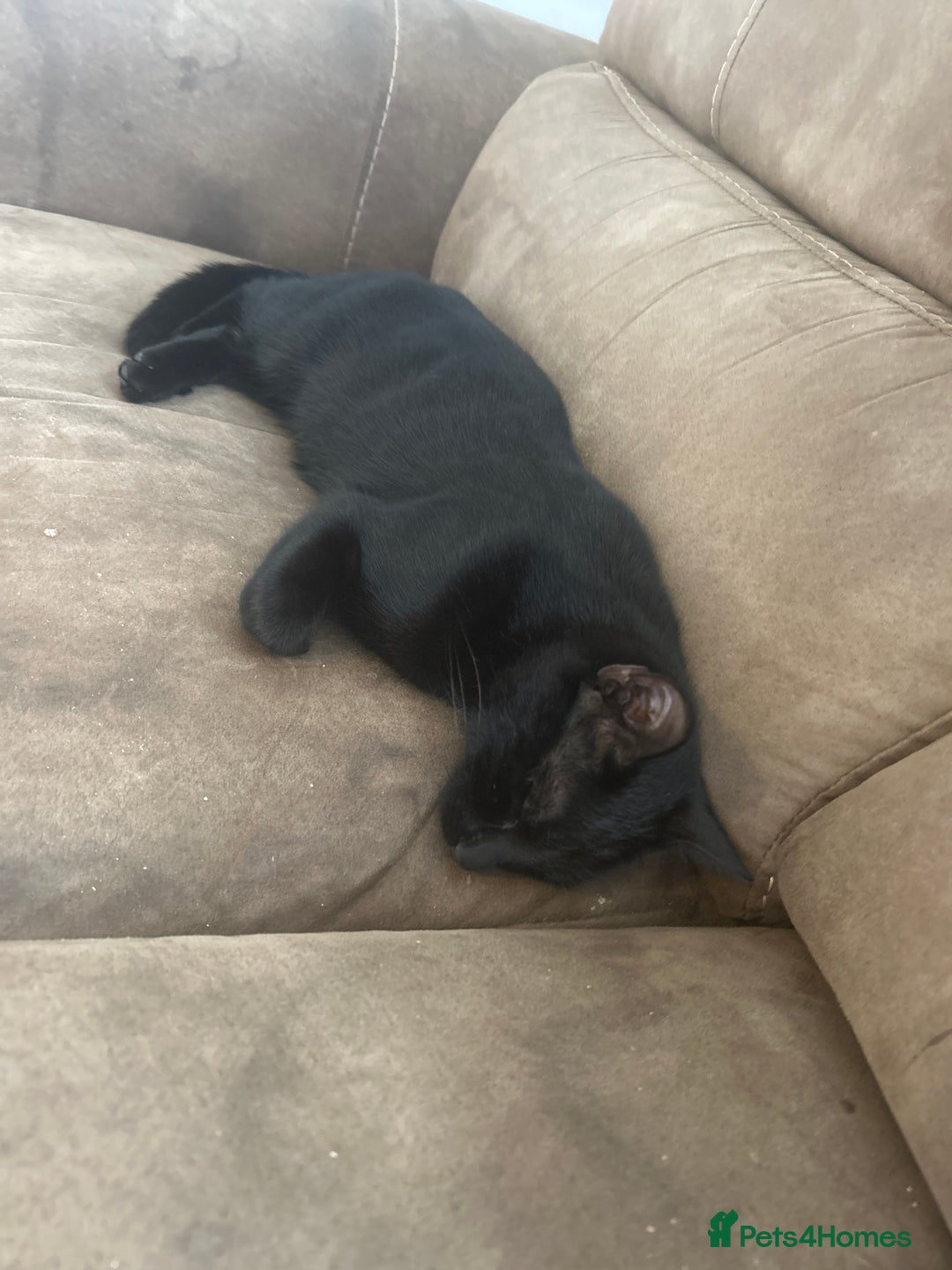 British Shorthair cats for sale: Mother of 2 Kittens Available to buy - Advert 5