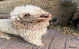 Miniature Poodle dogs for sale: 1.5 years old Miniature Poodle boy for loving home - Image 2