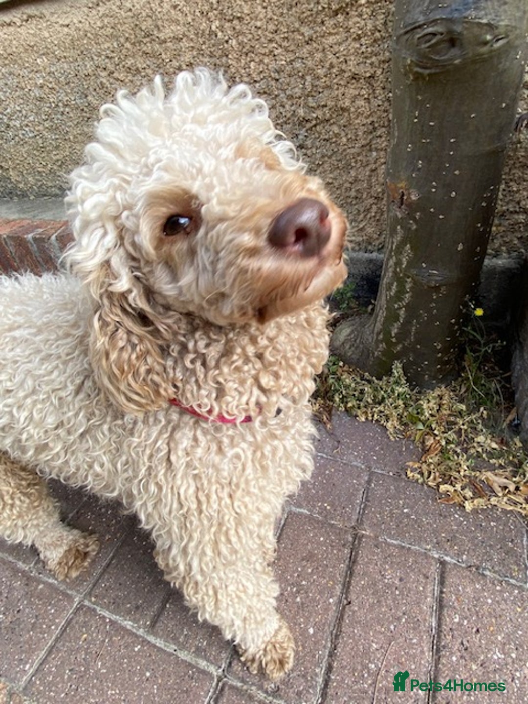 Miniature Poodle dogs for sale: 1.5 years old Miniature Poodle boy for loving home - Image 2